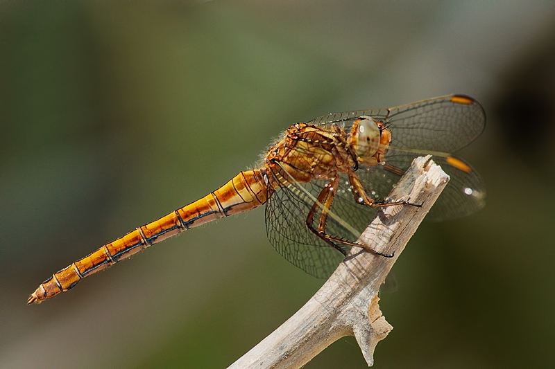 S. fonscolombii - female ???